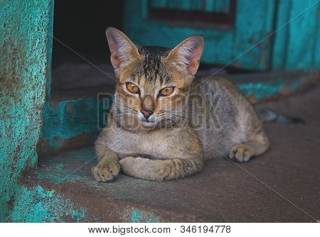 Grey Wild Cat Resting On The Floor