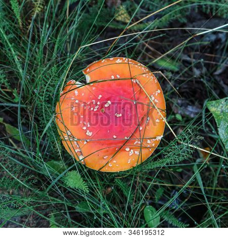 Amanita Hat In The Grass Of Red Top View. Mycology. Botanical Photography