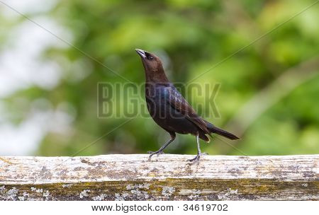 Brown diresse testabruna