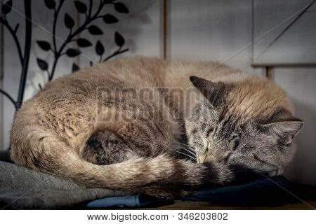 Sleeping Cute Siamese Cat. Cat Curled Up.