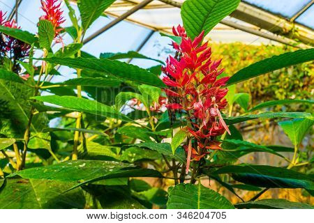 Flowers And Leaves Of A Brazilian Red Cloak In Closeup, Tropical Ornamental Shrub From America