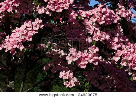 Kousa Dogwood Tree