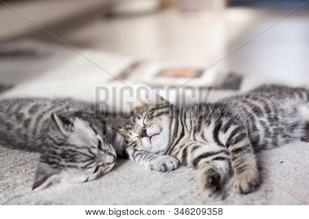 Two One Month Old Bengal Kittens Lying On Karpet Sleeping And Having Rest