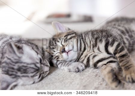 Two One Month Old Bengal Kittens Lying On Karpet Sleeping And Having Rest