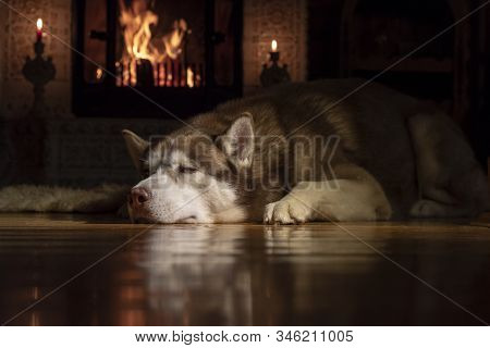 Resting By The Fireplace Husky Dog. Warmth And Cozyness. Siberian Husky Sleeping In Dark Room By Bur