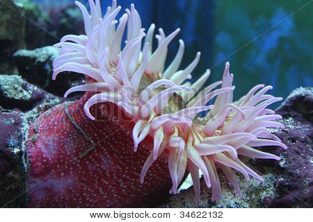 Anemone (Urticina crassicornis)