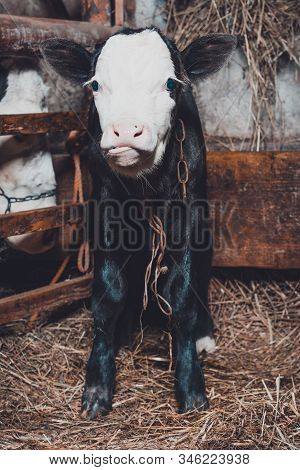 A Black And A Small Calf Stands In A Shed Tied Near A Cow.