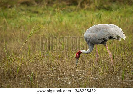 Sarus Crane Or Grus Antigone The Tallest Flying Bird Grazing In Wetland Of Keoladeo National Park Or