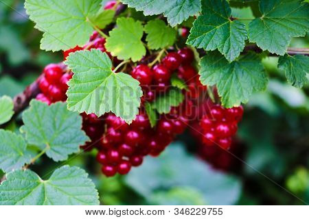 There Are Bush Of Red Currant And Berries.