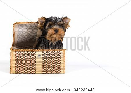 Yorkshire Terrier, York, Puppy Sitting In A Box And Looking At The Camera.