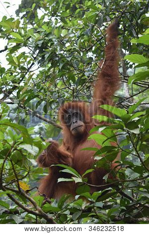 Orangutan With Baby Gunung Leuser National Park
