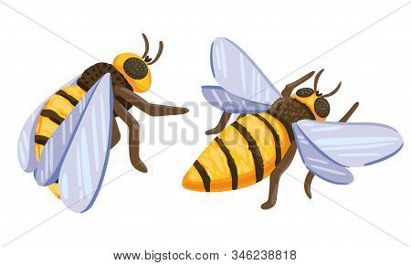 Bees On A White Background. Flying Insects Vector Illustration