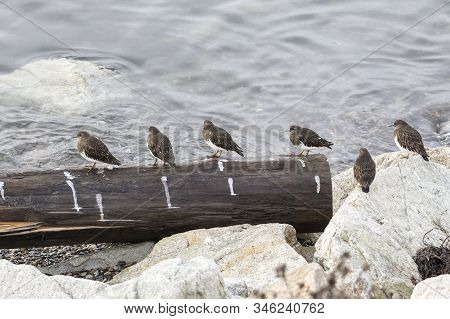 Black Turnstone Bird At Whiterock Bc Canada