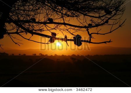 Auringonlasku ja puut