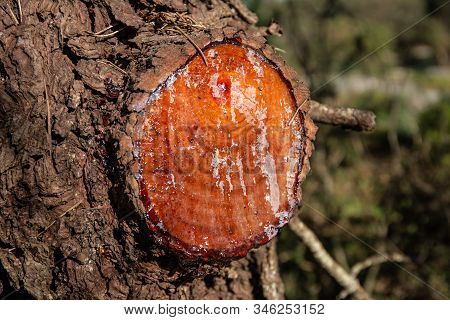Cut Pine Branches And Pine Resin Close Up