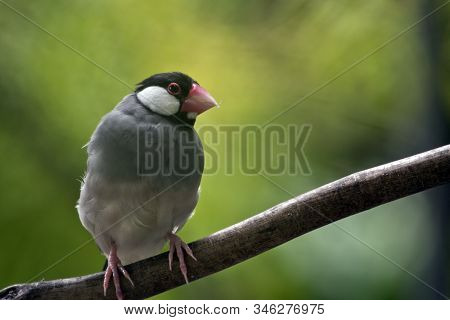 The Java Sparrow Is Perched On A Tree