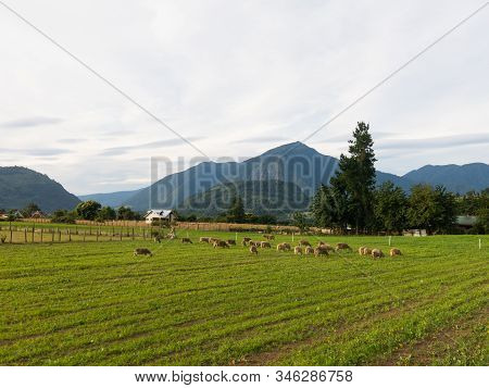 Sheep Grazing In The Fields Of Los Rios Region, Valdivia Zone, In Southern Chile, Araucania Andean.