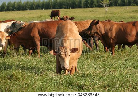 Eunapolis, Bahia / Brazil - March 28, 2008: Cattle Are Seen On A Farm In The City Of Eunapolis. *** 