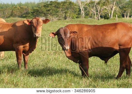 Eunapolis, Bahia / Brazil - March 28, 2008: Cattle Are Seen On A Farm In The City Of Eunapolis. *** 