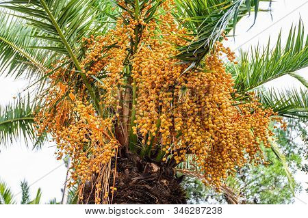 Date Palm With Ripe Fruits, Background. Barcelona, Spain. Catalonia
