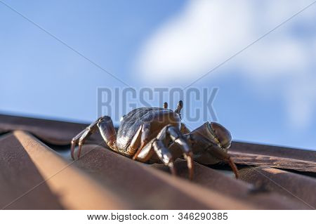 Red Crab On The Roof On Blue Sky Background, Island Of Zanzibar, Tanzania, Africa. Close Up
