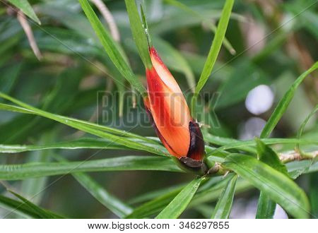 Tiny Red Buds Of Freycinetia, A Screwpine Plant Family From Philippines