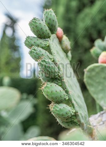 Prickly pear or opuntia plant close -up.