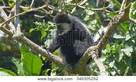 A Black And White Colobus Monkey Feeding