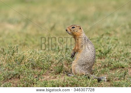 Closeup Portrait Of A Cute Gopher (spermophilus ) Standing In The Grass In The Steppe. Altai, Russia