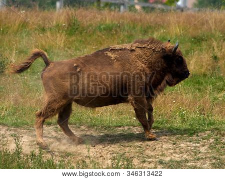 small herd of European bison (Bison bonasus), also known as Wisent or the European wood bison grazing