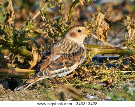Snow Bunting (Plectrophenax nivalis) male in winter plumage