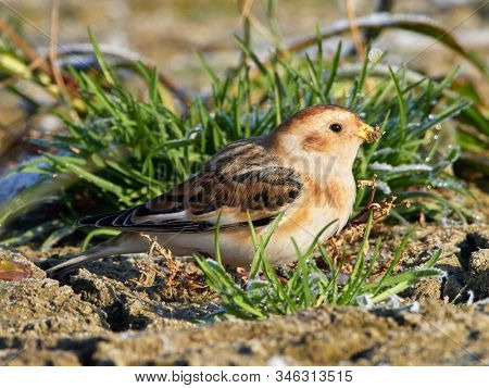 Snow Bunting (Plectrophenax nivalis) male in winter plumage