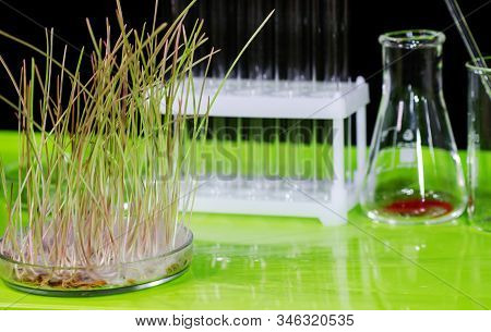 A Sample Of Sprouted Wheat Grain Stands On A Table In A Biochemical Laboratory.