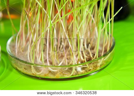 A Sample Of Sprouted Wheat Grain Stands On A Table In A Biochemical Laboratory.