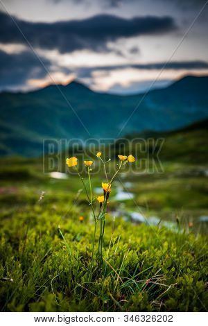 Focused Yellow Alpen Potentilla Flowers With Blurred Hills Behind, Obertauern, Austria