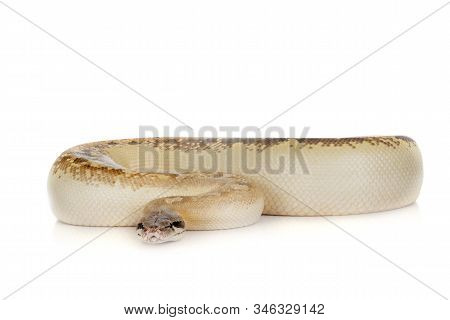 Python Brongersmai In Front Of White Background