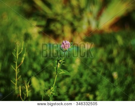 Clover Flower On A Green Grass Background, Russia