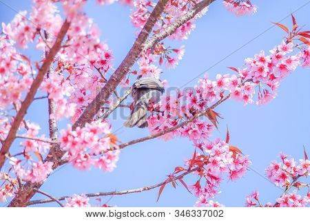 Pink Cherry Blosssom With White-headed Bulbul Bird