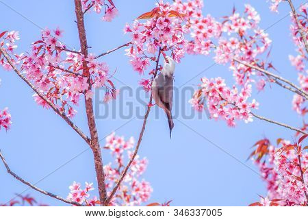 Pink Cherry Blosssom With White-headed Bulbul Bird