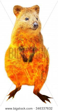 Composition About Quokka Wildlife In The Australian Bushfires In 2020. Quokka With Fire Isolated On 
