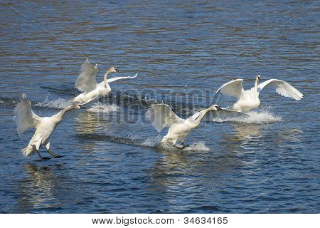 Landing Swan familie