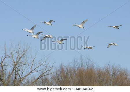 Kudde van trompettist zwanen