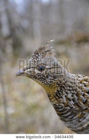 Grouse