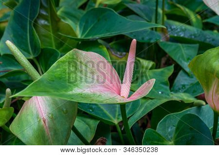 Close Up Of Beautiful Anthurium, Spathe Flower With Green Foliage Nature Background. Blooming Spathi
