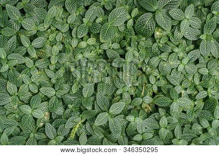 Bright Green Organic Texture Of Sanchezia Plant Decorative Leaves. Tropical Nature Background