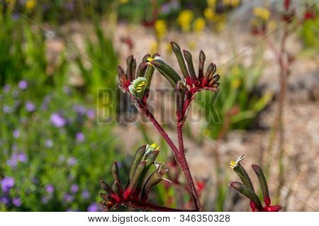 Anigozanthos Flavidus Or Kangaroo Paw Plant With Yellow And Red Flowers. Australian Native Flowers, 