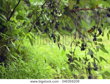 Ripe Blue Haskap Berry On The Branch Of Honeysuckle Bush. Summer Garden Background With Countryside 