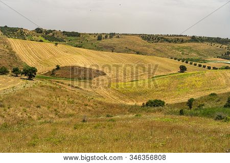 Rural Landscape Near Ginosa Di Puglia, Taranto, Apulia, Italy, At Summer.