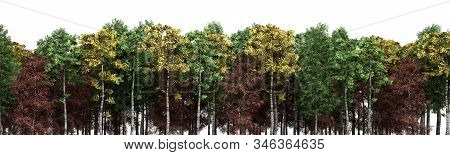 Green Trees Isolated On White Background Forest And Foliage In Autumn 3d Render