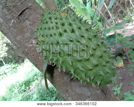Soursop, Prickly Custard Apple. (annona Muricata L./sirsak) On Tree In The Garden